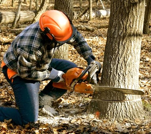 Tree Removal in Jetersville, VA